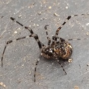 Tangle Web Spider