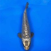 Ginrin Diamond-Scaled Koi