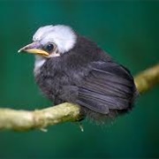 Sumatran Laughingthrush