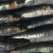 Cornish Sardines