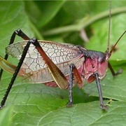 Red Katydid