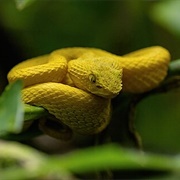 Central American Eyelash Pitviper