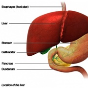 Liver