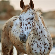 Appaloosa