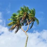 3 Headed Coconut, Tonga