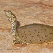 Spiny Soft-Shelled Turtle