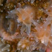 Northern Star Coral