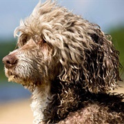 Portuguese Water Dog