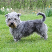 Glen of Imaal Terrier