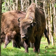 Bison of Bornholm