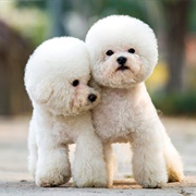 Toy Poodle