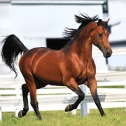 Morgan Horse