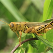 Grasshopper