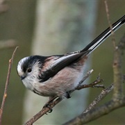 Long Tailed Tit