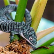 Alligator Lizard