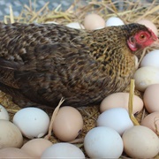 Hen&#39;s Eggs