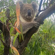 Raymond Island Koala Trail