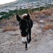 The Donkeys of Dipkarpaz National Park