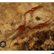 Tooth Cave Pseudoscorpion