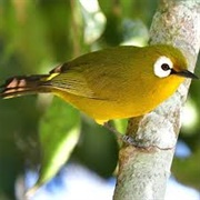 Kilimanjaro White-Eye