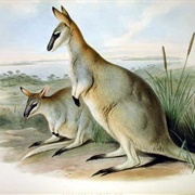 Toolache Wallaby