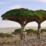 Socotra Island, Yemen