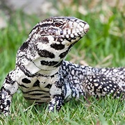 Black and White Tegus