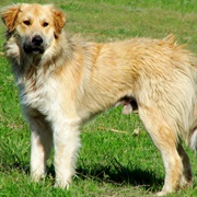 Pyrenean Shepherd