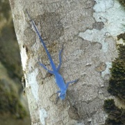 Blue Anoles of Gorgona Island