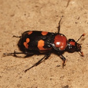 American Burying Beetle