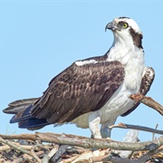 Osprey