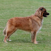 Pyrenean Sheepdog (Smooth Faced)