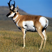 Pronghorn