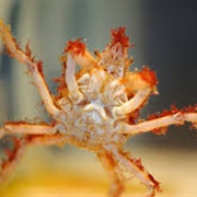 Great Spider Crab