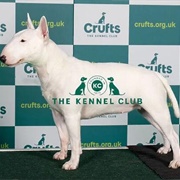 Bull Terrier (Miniature)