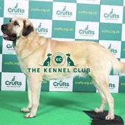 Turkish Kangal Dog