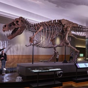Sue the T.Rex Field Museum