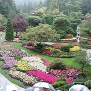 Stanley Park Rose Garden