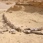 Wadi Al-Hitan (Valley of the Whales)