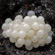 Snail Eggs