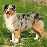 Australian Shepherd