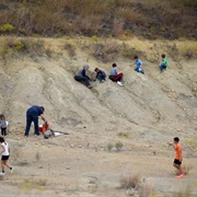 Mineral Wells Fossil Park