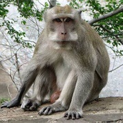 Crab Eating Macaque