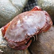 Atlantic Rock Crab