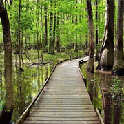 Congaree, USA