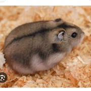 Winter White Dwarf Hamster