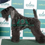 Kerry Blue Terrier