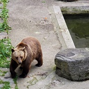 The Bear Moat at Český Krumlov Castle