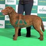 Retriever (Chesapeake Bay)