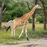 Nubian Giraffe